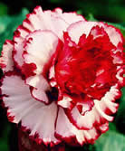 Fleur