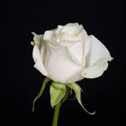 Fleur