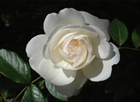 Fleur
