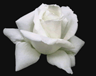 Fleur