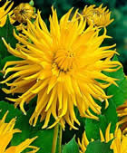 Fleur