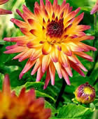 Fleur