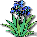 Fleur
