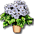 Fleur