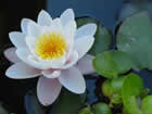Fleur