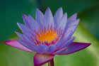 Fleur