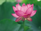 Fleur