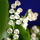 Fleur