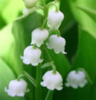Fleur