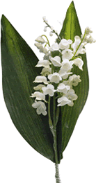 Fleur