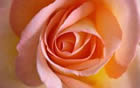 Fleur