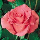 Fleur