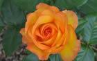 Fleur