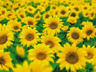 Fleur