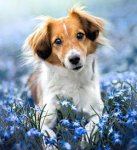 Fleur