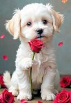 Fleur