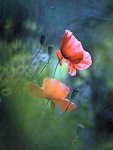 Fleur