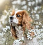 Fleur