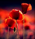 Fleur