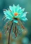 Fleur