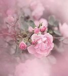Fleur
