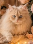 Fleur