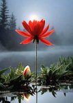 Fleur