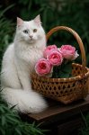 Fleur