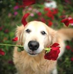 Fleur