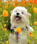 Fleur