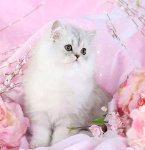 Fleur