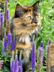 Fleur