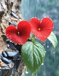 Fleur
