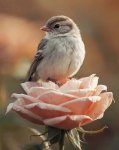Fleur