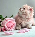 Fleur