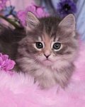 Fleur