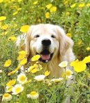 Fleur
