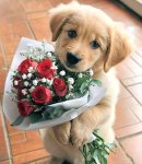 Fleur