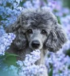 Fleur