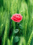 Fleur