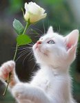 Fleur