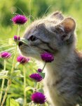 Fleur