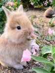 Fleur