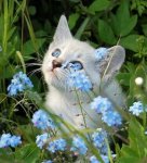 Fleur