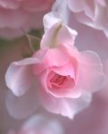 Fleur