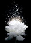 Fleur